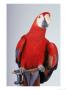 Scarlet Macaw by Dan Gair Limited Edition Print