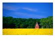 Rape Field, Red House And Forest, Kullaberg Skane, Kullaberg, Skane, Sweden by Anders Blomqvist Limited Edition Print