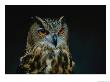 African Eagle Owl by Joel Sartore Limited Edition Pricing Art Print