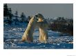 A Pair Of Polar Bears (Ursus Maritimus) Wrestle One Another by Norbert Rosing Limited Edition Print