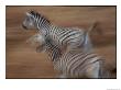 Panned View Of Running Zebras by Michael Nichols Limited Edition Print