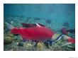 Red Salmon Swimming by Paul Nicklen Limited Edition Print