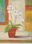 Coral Orchid by Claire Lerner Limited Edition Pricing Art Print