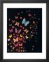 Midnight Butterflies by Lily Greenwood Limited Edition Pricing Art Print
