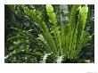 Close View Of A Fern Growing On A Tree Trunk by Klaus Nigge Limited Edition Print