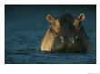 Adult Hippopotamus Standing In Water by Michael Nichols Limited Edition Pricing Art Print