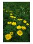 Yellow Wildflowers Blooming In Lush Green Foliage by Klaus Nigge Limited Edition Pricing Art Print