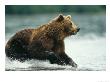 A Brown Bear Rushing Through Water While Hunting For Salmon by Klaus Nigge Limited Edition Pricing Art Print