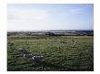 Sheep Grazing At Royal Portrush Golf Club by Stephen Szurlej Limited Edition Pricing Art Print