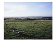 Sheep Grazing At Royal Portrush Golf Club by Stephen Szurlej Limited Edition Print