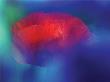 Mohn Ii by Ricarda Grothey Limited Edition Print