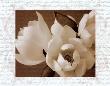 Winter Magnolia Ii by Tony Stuart Limited Edition Print