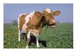Close-Up Of Cow Mooing In A Field by Lynn M. Stone Limited Edition Print
