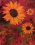 Sonnenblumen I by Lisa Ven Vertloh Limited Edition Print