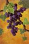 Red Wine Grapes by Jennifer Lorton Limited Edition Print