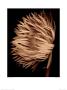 Gerbera Daisy by Joyce Tenneson Limited Edition Print