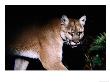 Cougar Mountain Lion (Felis Concolor) At Night, U.S.A. by Mark Newman Limited Edition Print