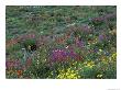 Western Sweet-Broom With Paintbrush, Arnicas, And Lupine, Olympic National Park, Washington, Usa by Jamie & Judy Wild Limited Edition Print