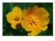 Yellow California Poppies by Taylor S. Kennedy Limited Edition Pricing Art Print