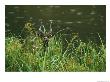 A Sitatunga Antelope In Tall Grass At The Waters Edge by Michael Nichols Limited Edition Print