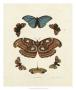 Butterflies Ii by George Wolfgang Knorr Limited Edition Print