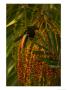 Fiery-Billed Aracari (Pteroglossus Frantzii)Eating Berry In Palm Tree by Roy Toft Limited Edition Print