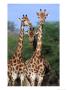 Three Giraffes (Giraffa Camelopardalis) Standing Together, Kruger National Park, South Africa by Andrew Parkinson Limited Edition Print