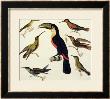 Native Birds, Including The Toucan (Centre), Amazon, Brazil, From Le Costume Ancien Et Moderne by Friedrich Alexander Humboldt Limited Edition Pricing Art Print