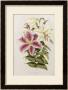 A Monograph Of The Genus Lilium, Late 19Th Century by Henry John Elwes Limited Edition Pricing Art Print