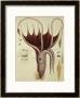 Squid, Pl.2 From Histoire Naturelle Generale Et Particuliere Des Cephalopodes Acetabuliferes by Antoine Chazal Limited Edition Pricing Art Print