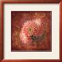 Dahlia I by Tom Collicott Limited Edition Pricing Art Print