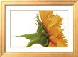 Helianthus by Barbara Bordnick Limited Edition Print