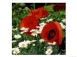 Oriental Poppy Marcus Perry And Marguerite by James Guilliam Limited Edition Print