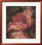 Tulip I by Dysart Limited Edition Pricing Art Print