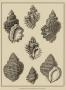 Shells On Khaki V by Denis Diderot Limited Edition Print