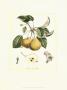 French Pear Study Ii by Francois Langlois Limited Edition Print