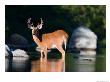 Whitetail Deer Buck In Katahdin Lake, Northern Forest, Maine, Usa by Jerry & Marcy Monkman Limited Edition Print