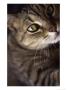Close-Up Of A Cat by Bartomeu Amengual Limited Edition Pricing Art Print