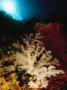 Reef Scene With View Of Soft Coral Feeding With Polyps Extended by Tim Laman Limited Edition Print