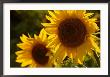 Sunflowers In Prairie Fields by Keith Levit Limited Edition Print