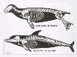 Seal Skeleton Teaching Chart by Deyrolle Limited Edition Print