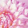 Pink Dahlia by Heide Benser Limited Edition Pricing Art Print