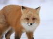 Close-Up View Of Red Fox On Snow  Yukon  Canada by Robert Postma Limited Edition Print