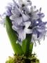 Close-Up View Of Hyacinth by Simon Brown Limited Edition Pricing Art Print