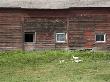 Flock Of Geese Walking By Old Barn by Laurie Rhodes Limited Edition Print