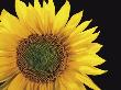 Sunflower On A Black Background by Masa-Aki Horimachi Limited Edition Print