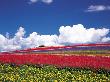 Wide Open Meadow Of Colourful Flowers by Masa-Aki Horimachi Limited Edition Print