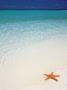 Starfish On Beach by Dan Merkel Limited Edition Print