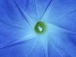 Morning Glory Blossom, Winnipeg, Manitoba, Canada. by Mike Grandmaison Limited Edition Print