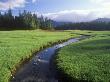 Glasswort Beds, Burnaby Island, Gwaii Haanas National Park Reserve, British Columbia, Canada. by David Nunuk Limited Edition Print